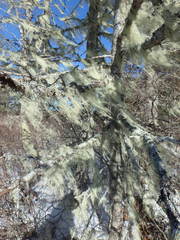 Usnea trichodea