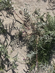 Astragalus insularis harwoodii