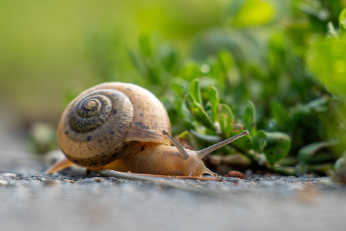 Lapinė krūmsraigė nuotrauka