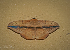 Hulodes drylla