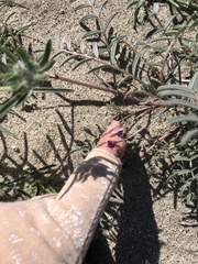 Astragalus insularis harwoodii