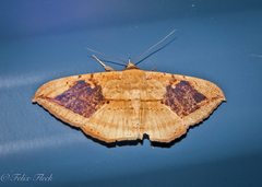 Hulodes drylla