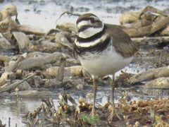 Charadrius vociferus