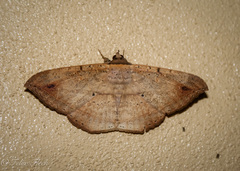 Hulodes drylla