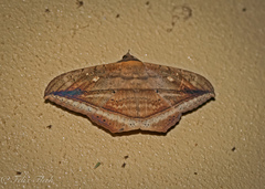 Hulodes drylla