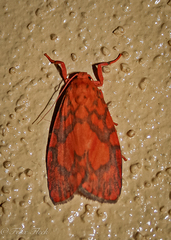 Miltochrista pyraula