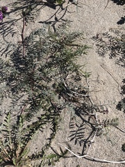 Astragalus insularis harwoodii