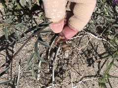 Astragalus insularis harwoodii