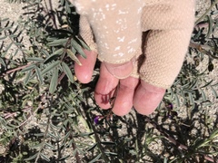 Astragalus insularis harwoodii