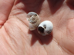 Cahuillus indioensis