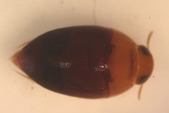 Suphisellus bicolor