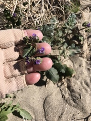 Phacelia crenulata minutiflora