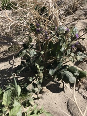 Phacelia crenulata minutiflora