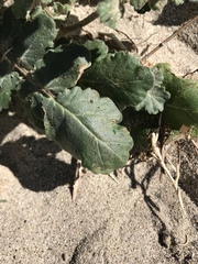 Phacelia crenulata minutiflora