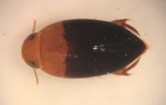 Hydrocanthus atripennis