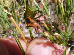 Gminatus