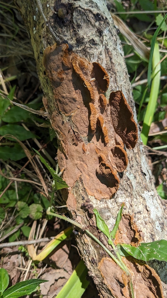 Fuscoporia gilva · July 2023 · photo: © atsushi_nakajima_cirque (iNaturalist, cc-by)