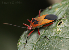 Hypselonotus bitrianguliger