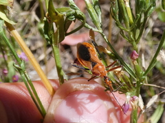Gminatus