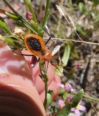 Gminatus