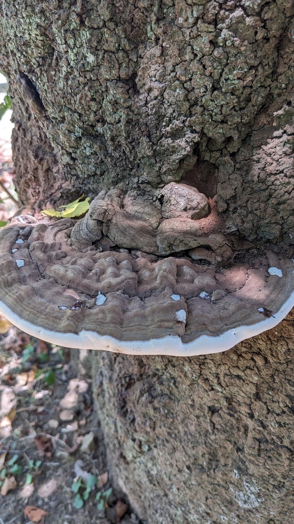 Ganoderma applanatum · July 2023 · photo: © atsushi_nakajima_cirque (iNaturalist, cc-by)