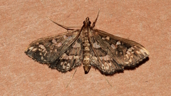 Ischnurges illustralis