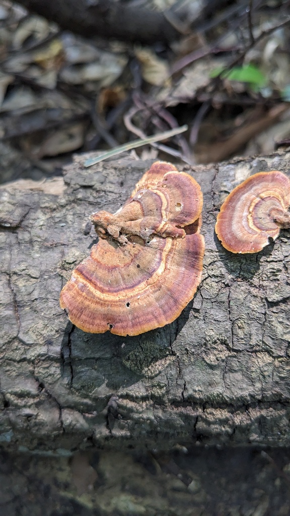 Microporus affinis · July 2023 · photo: © atsushi_nakajima_cirque (iNaturalist, cc-by)