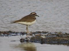 Charadrius vociferus