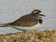 Charadrius vociferus