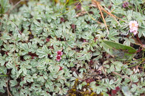 Potentilla purpurea, photograph 2