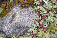 Potentilla purpurea, photograph Morten Ross, CC BY, iNaturalist via GBIF