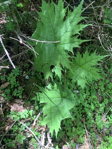 Image of Oplopanax japonicus by (c) 岸本年郎, some rights reserved (CC BY)