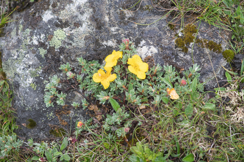 Dasiphora arbuscula, photograph 4