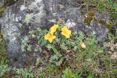 Dasiphora arbuscula, photograph Morten Ross, CC BY, iNaturalist via GBIF