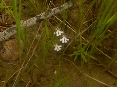 Stylidium capillare