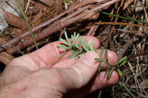 Image of Comesperma esulifolium by (c) Greg Tasney, some rights reserved (CC BY-SA)
