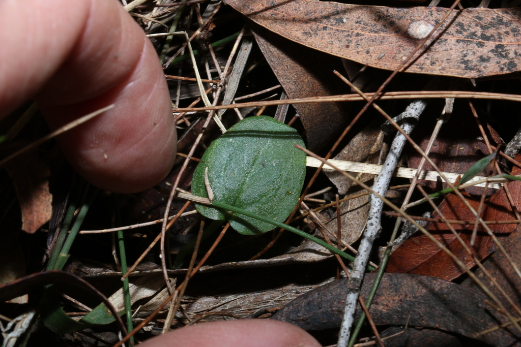 Corybas montanus