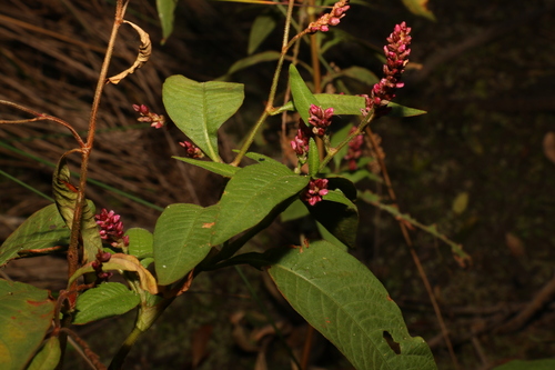 Image of Persicaria elatior by (c) Greg Tasney, some rights reserved (CC BY-SA)
