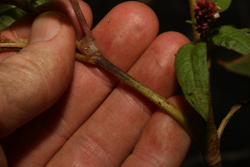 Image of Persicaria elatior by (c) Greg Tasney, some rights reserved (CC BY-SA)
