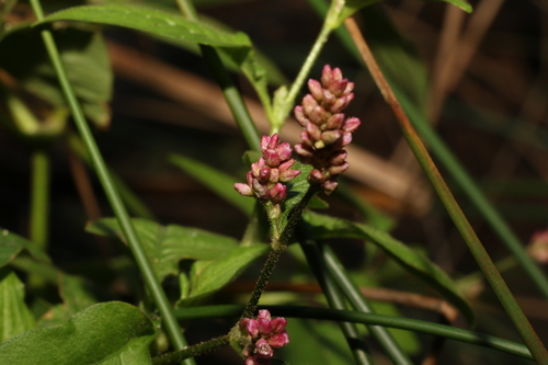 Image of Persicaria elatior by (c) Greg Tasney, some rights reserved (CC BY-SA)