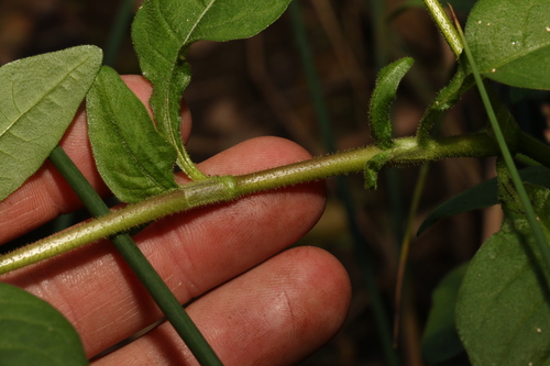 Image of Persicaria elatior by (c) Greg Tasney, some rights reserved (CC BY-SA)