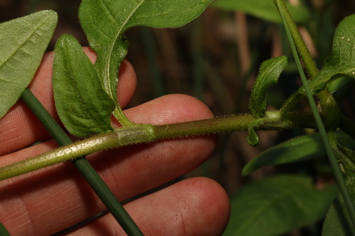 Image of Persicaria elatior by (c) Greg Tasney, some rights reserved (CC BY-SA)