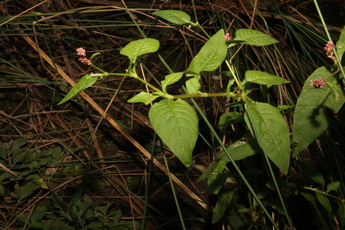 Image of Persicaria elatior by (c) Greg Tasney, some rights reserved (CC BY-SA)