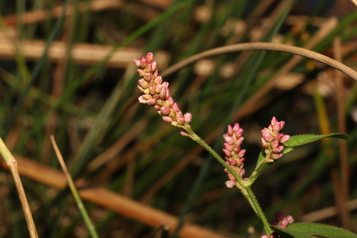 Tall Knotweed (Persicaria elatior)