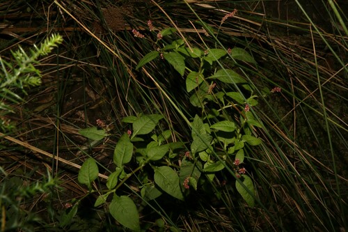 Image of Persicaria elatior by (c) Greg Tasney, some rights reserved (CC BY-SA)