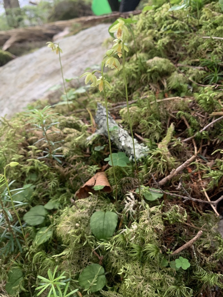 Ephippianthus schmidtii