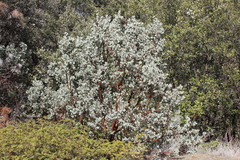 Arctostaphylos viscida mariposa
