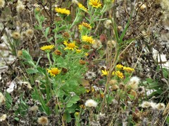 Rayjacksonia phyllocephala