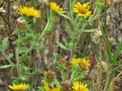 Rayjacksonia phyllocephala