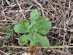 Rayjacksonia phyllocephala